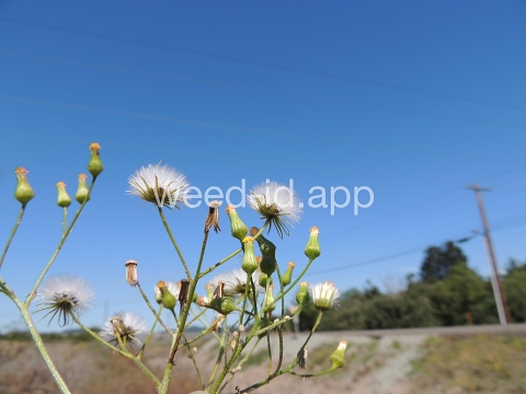 groundsel, woodland